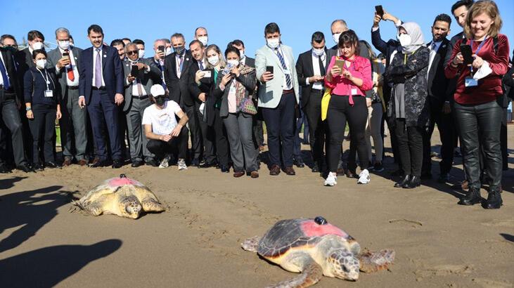 Uydu takip cihazlı 2 caretta caretta denize uğurlandı