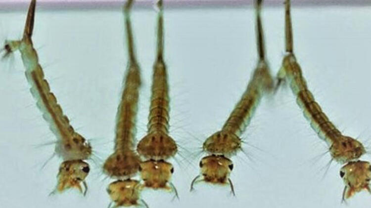 Uzman isimden sivrisinek uyarısı! İnsandan insana virüs bulaştırırlar