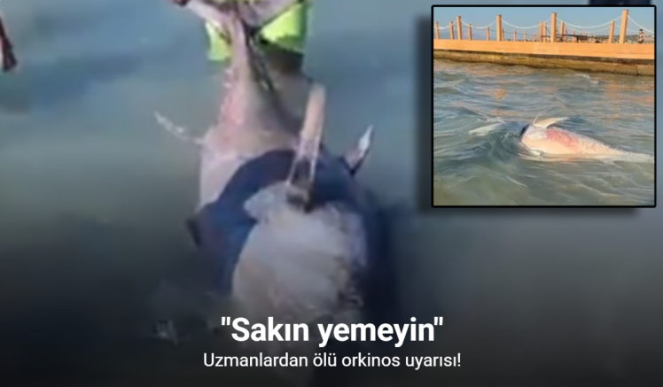 Uzmanlardan ölü orkinos uyarısı: 
