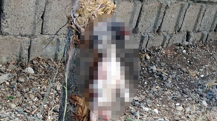 Vahşet! Ayaklarını kesip, ağaca astılar