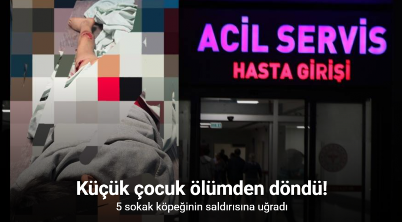 Van’da sokak köpeği dehşeti: 11 yaşındaki çocuk parçalanmaktan son anda kurtuldu