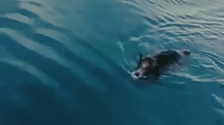 Van Gölü'nde hareket eden cisim görünce panik yaşadılar! Bakın ne çıktı...