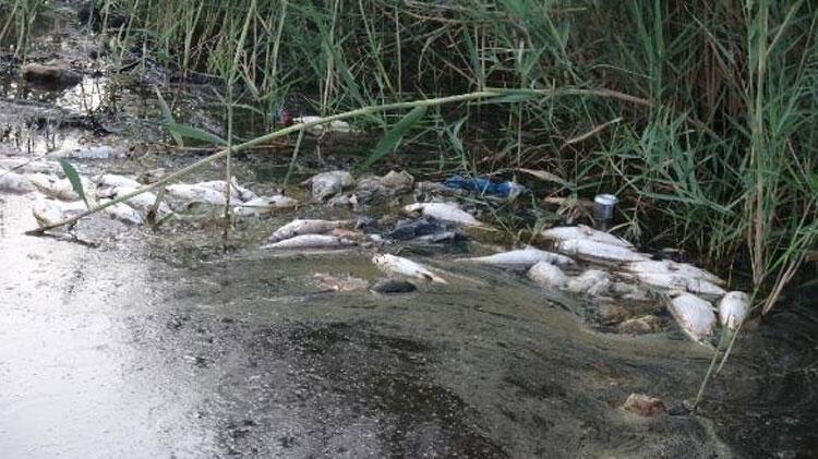 Vatandaşları tedirgin eden ölümler! Denizde yüzmeye korkar olduk