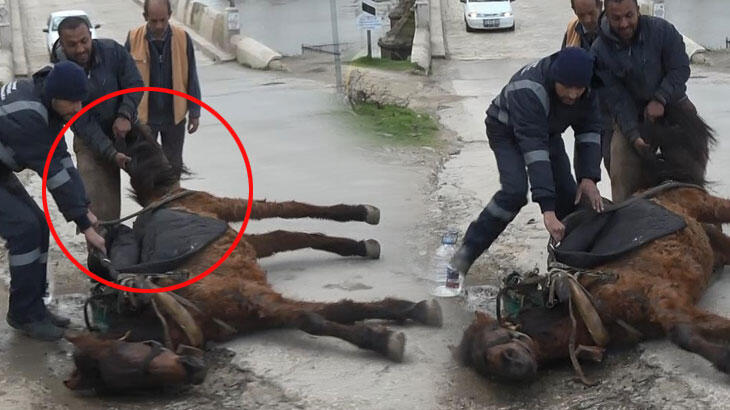 Vicdanları sarsan görüntü! Göz göre göre işkence