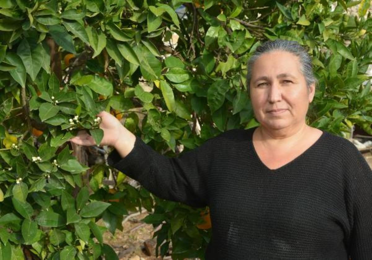 'Yalancı bahar'a aldanan badem ağaçları çiçek açtı