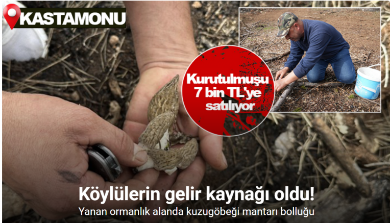 Yanan ormanlık alanda kuzugöbeği mantarı bolluğu: Köylülerin gelir kaynağı oldu