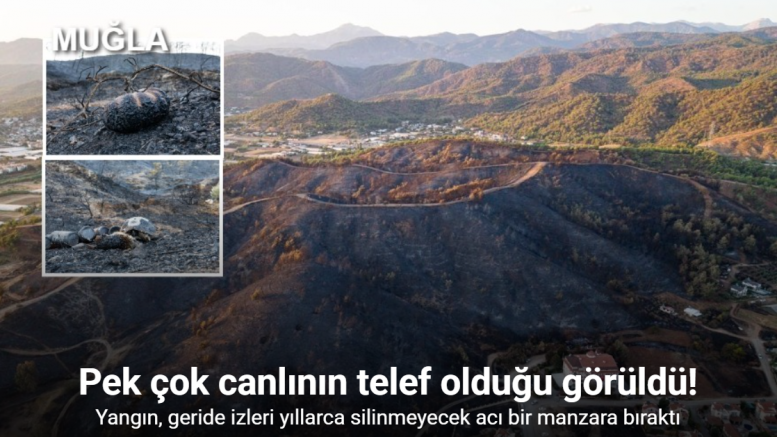 Yangın, geride izleri yıllarca silinmeyecek acı bir manzara bıraktı