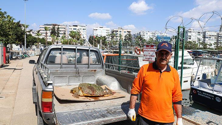 Yaralı bulunan caretta carettaya tedavi