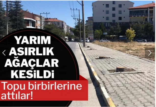 Yarım asırlık ağaçlar kesildi, topu birbirlerine attılar