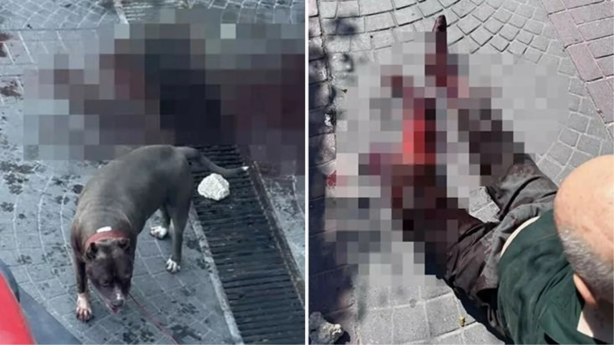 Yaşlı adamın bacağını parçalayan pitbull'un sahiplerine ödül gibi ceza