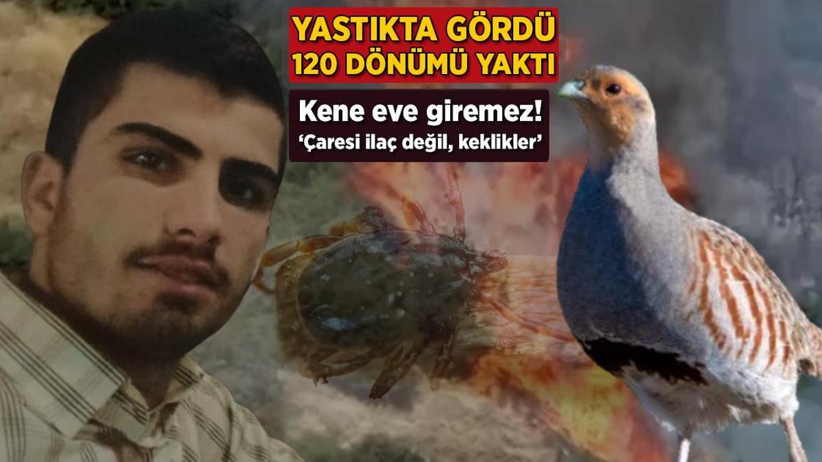 Yastıkta gördü, 120 dönümü yaktı! Kene eve girmez: 'Çaresi ilaç değil, keklikler'