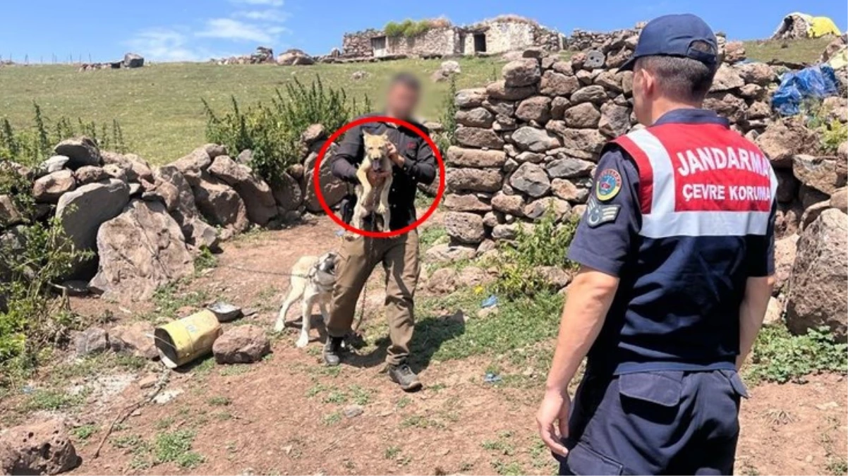 Yavru kurt için 'satılık' ilanı veren vatandaş bedelini ağır ödedi