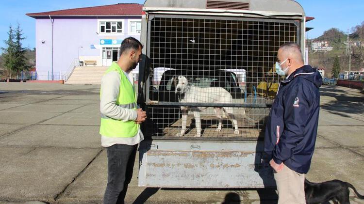 Yeni bir pitbull saldırı vakasını okul müdür yardımcısının dikkati önledi