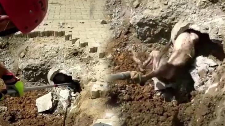 Yer altından gelen garip seslerin sebebi şoke etti! İçler acısı manzara