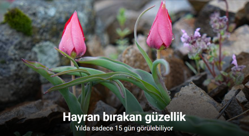 Yılda sadece 15 gün görülebilen dağ laleleri, görenleri hayran bırakıyor
