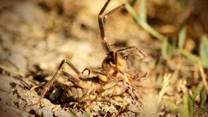 Yüksekova'da et yiyen 'Sarıkız' örümceği görüntülendi