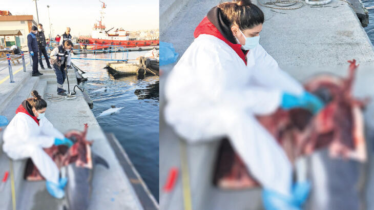 Yunusların katili gırgır tekneleri mi?