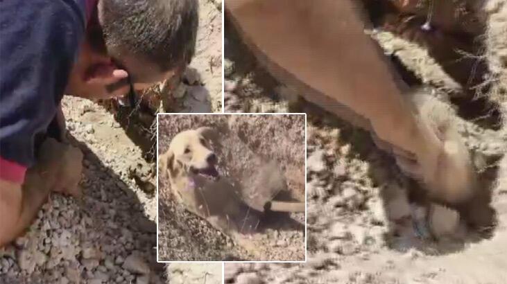 Yuvaları üzerlerine çöken anne ve 7 yavru köpeği böyle kurtardı