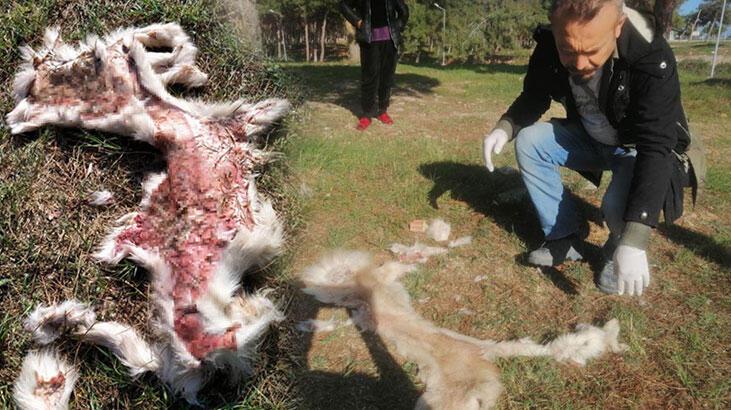 Yüzülmüş köpek ve kedi derisi bulundu