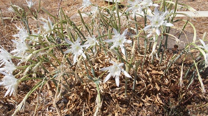 Zarar veren yandı! 80 bin lira ceza kesilecek