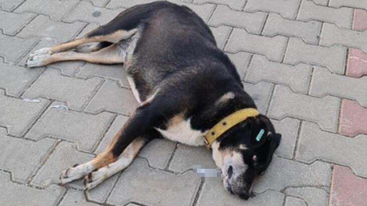 Zehirlenen köpek, sokak ortasında can çekişerek telef oldu